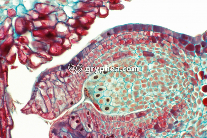 Pin - Ovule - Cellules de jeune graine de Pin x70 - gryphea.com